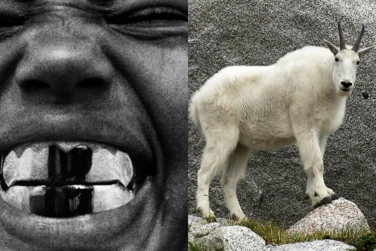 Uma foto do Kanye West ao lado há um bode branco simbolizando o 'goat'